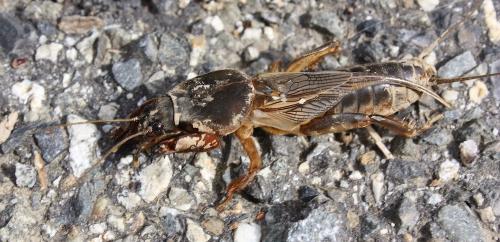 Réf. 240 920 : Gryllotalpa gryllotalpa